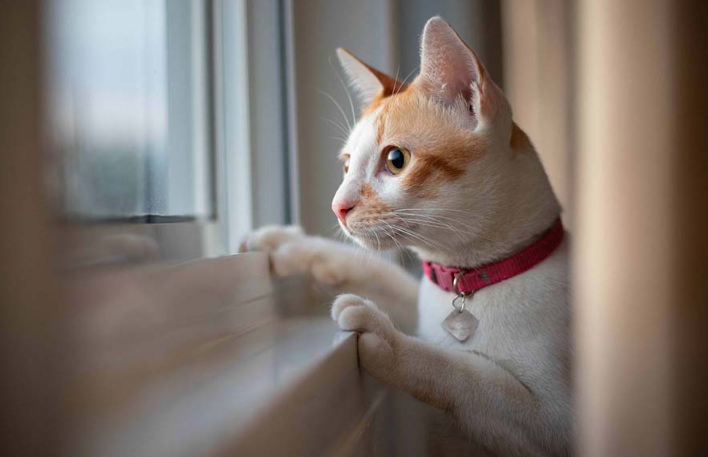 Finding the Best Pet Insurance for Cats in 2024-2025
