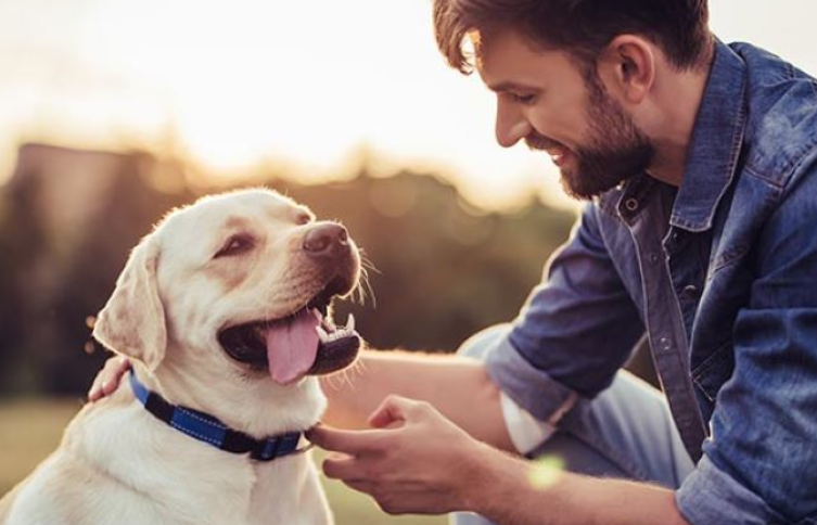 Finding the Best Pet Insurance in California 2024